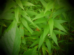 Opheltes glaucopterus barberi