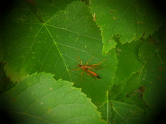 Opheltes glaucopterus barberi