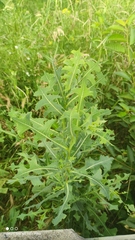 Lactuca serriola