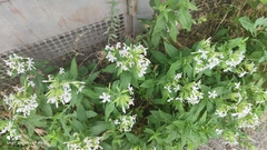 Saponaria officinalis