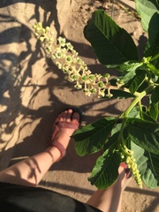 Phytolacca americana