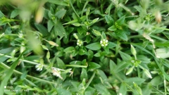 Stellaria media
