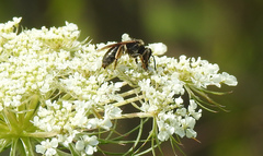 Andrena crataegi