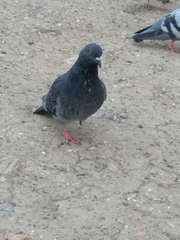 Columba livia domestica