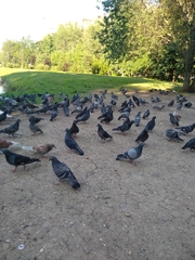 Columba livia domestica