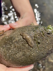 Leptoplanoidea