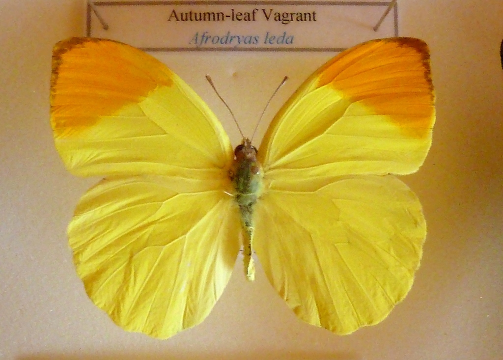 Afrodryas