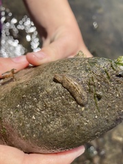 Leptoplanoidea