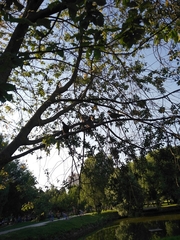 Columba livia domestica