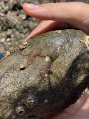 Leptoplanoidea