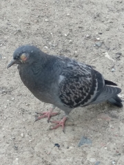 Columba livia domestica