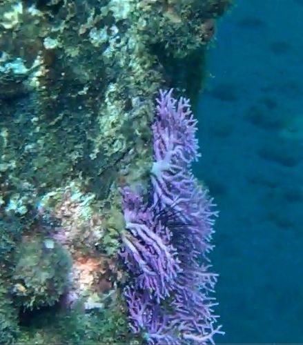 Stylaster roseus