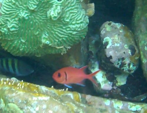 Myripristis jacobus