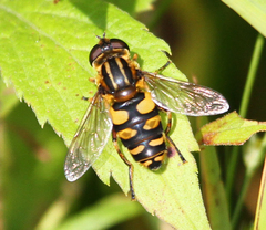 Helophilus obscurus