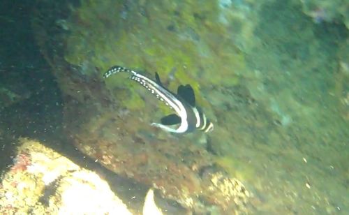 Eques punctatus