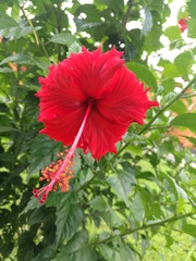 Hibiscus rosa-sinensis