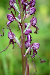 Himantoglossum jankae