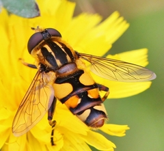 Helophilus obscurus