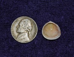 Laevicardium mortoni