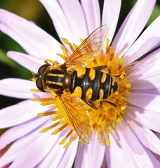 Helophilus obscurus