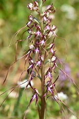 Himantoglossum jankae
