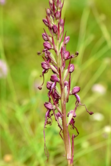 Himantoglossum jankae