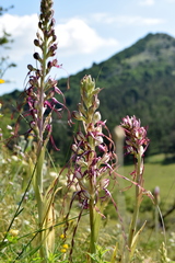 Himantoglossum jankae