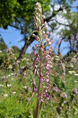 Himantoglossum jankae