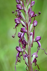 Himantoglossum jankae