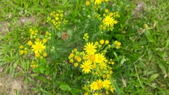 Jacobaea vulgaris