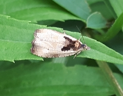 Olethreutes inornatana