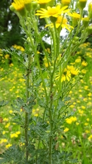 Jacobaea vulgaris