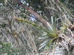 Tillandsia pastensis