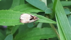 Olethreutes inornatana