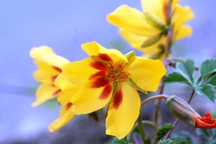 Cochlospermum wrightii