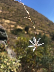 Echeandia eccremorrhiza