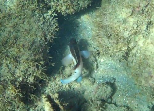 Cephalopholis fulva