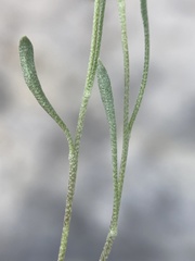 Physaria spatulata