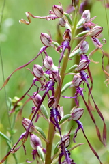 Himantoglossum jankae