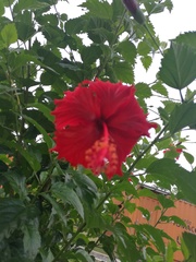 Hibiscus rosa-sinensis