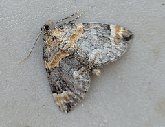 Dysstroma hersiliata