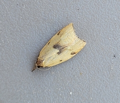 Sparganothis xanthoides