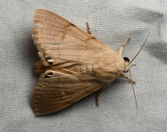 Litoprosopus coachella