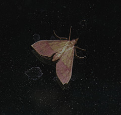 Choristostigma
