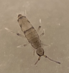 Willowsia neonigromaculata