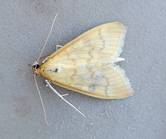 Mecyna submedialis