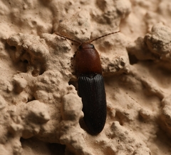 Anchastus bicolor