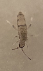 Willowsia neonigromaculata