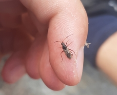 Cremnocephalus albolineatus