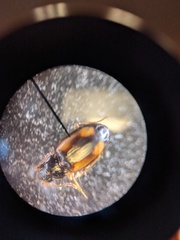 Elaphropus tetraspilus